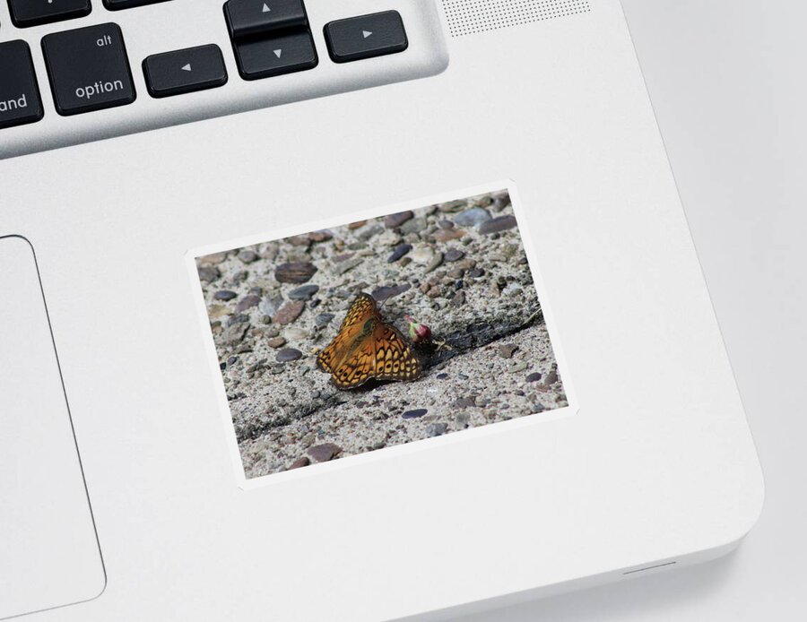Butterfly Sticker featuring the photograph Butterfly on the Sidewalk by Christopher Reed