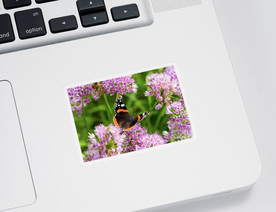 Butterfly Sticker featuring the photograph Vanessa Atalanta by Tanya C Smith