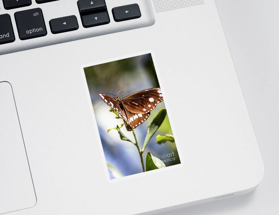 Butterflies Sticker featuring the photograph Butterfly Tropics by Jorgo Photography