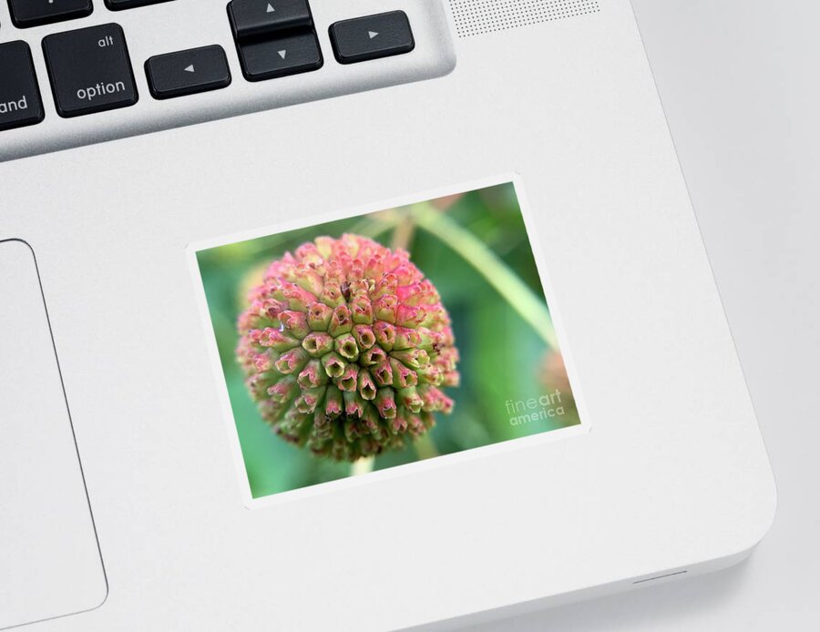 Buttonbush Sticker featuring the photograph Buttonbush Ball by Catherine Wilson