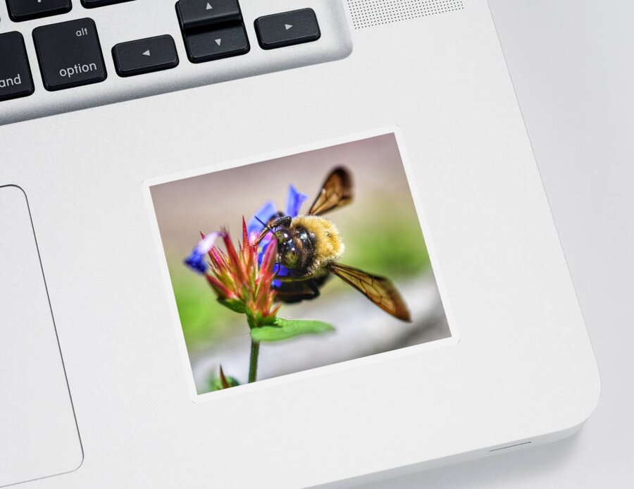 Photo Sticker featuring the photograph Buzz Buzz by Evan Foster