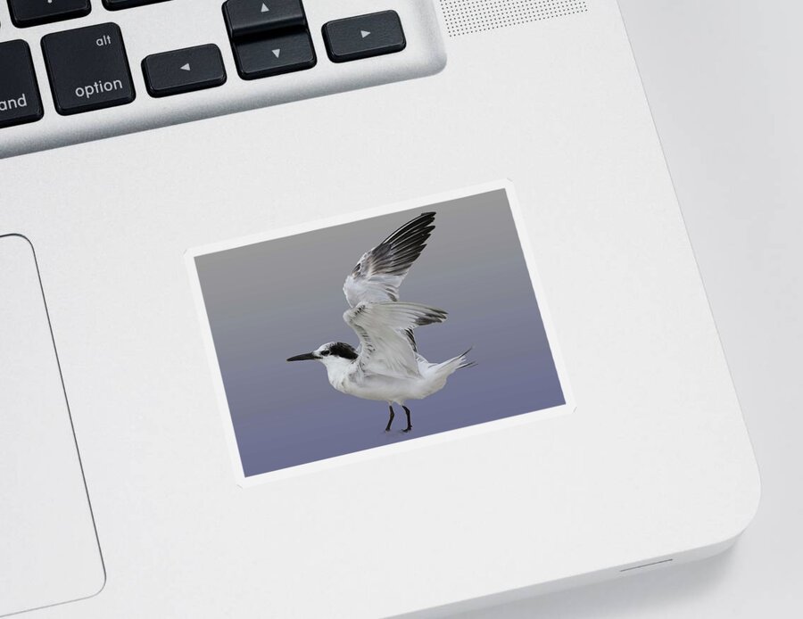 Terns Sticker featuring the photograph Cabot's Tern 1 by Mingming Jiang