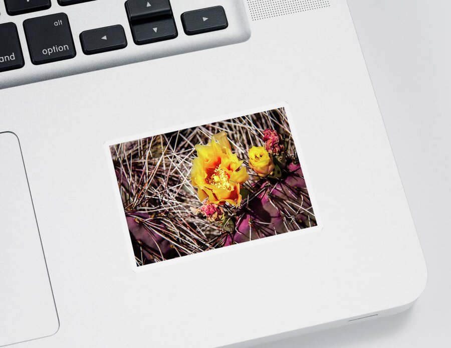 Canyon Sticker featuring the photograph Cactus Bloom 3 by Craig A Walker