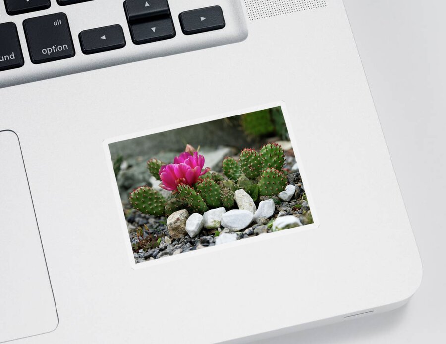 Cactus Sticker featuring the photograph Cactus flower by Patricia Piotrak
