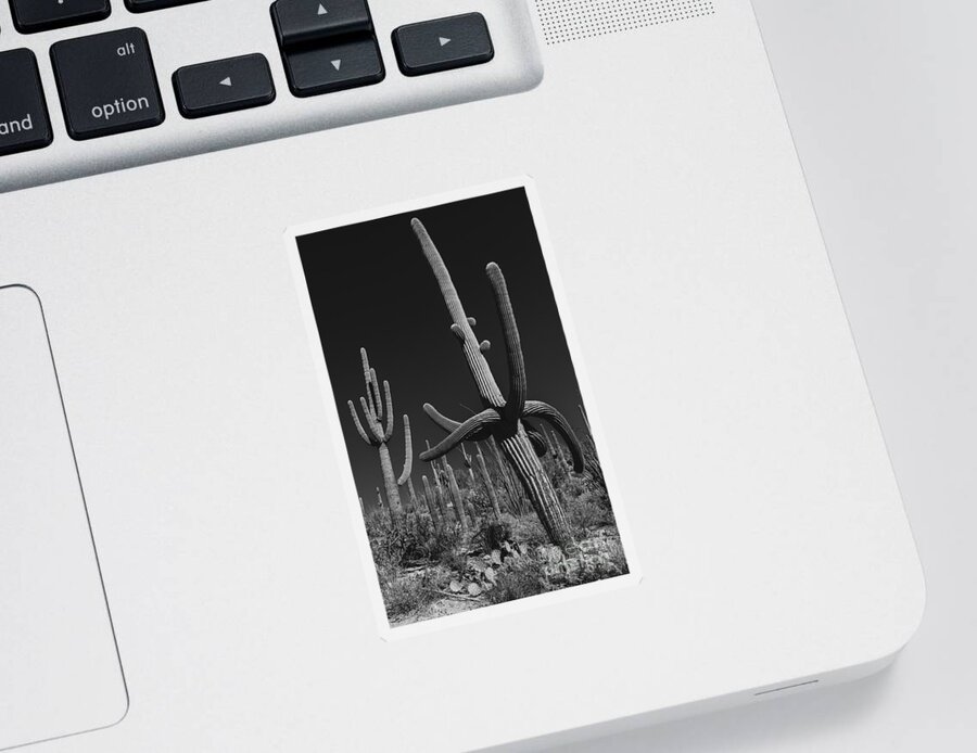 Cactus Sticker featuring the photograph Cactus Forest by Seth Betterly