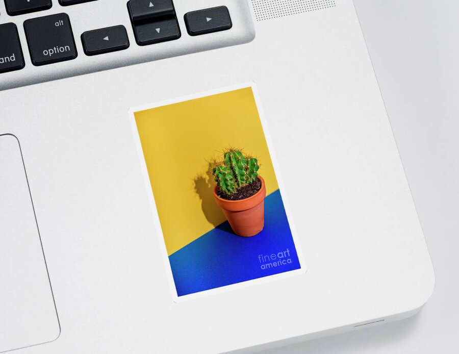 Cactus Sticker featuring the photograph Cactus on bright yellow and blue background by Jelena Jovanovic