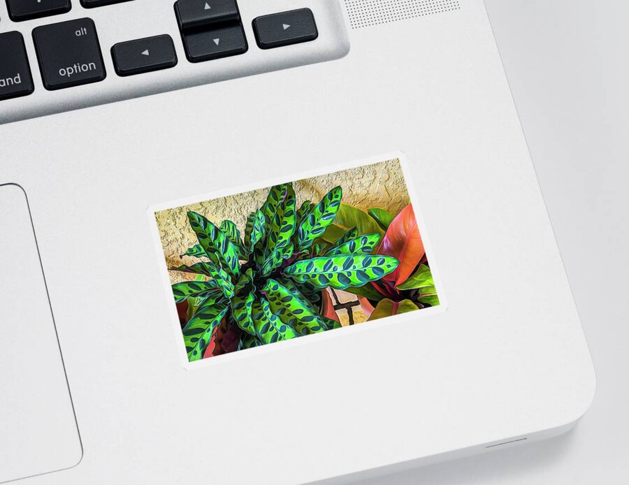 Leaf Sticker featuring the photograph Calathea Vignette by Ginger Stein