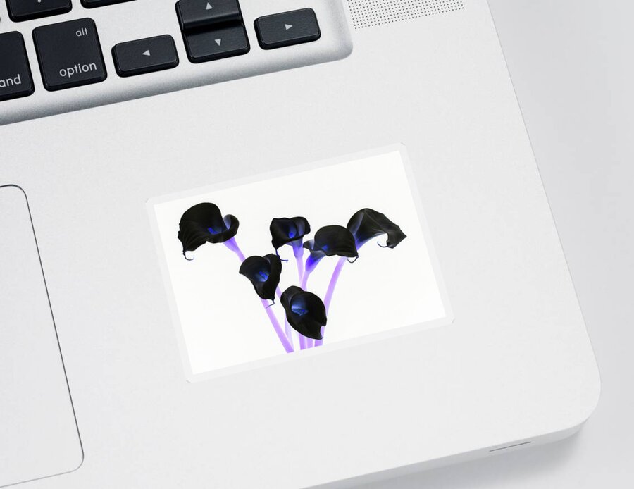 Calla Lillies Sticker featuring the photograph Calla Lillies x 6 Inverted by Steve Templeton
