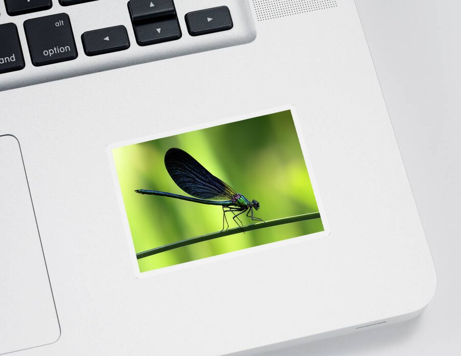 Calopteryx Sticker featuring the photograph Calopteryx virgo - the Beautiful Demoiselle by Olivier Parent