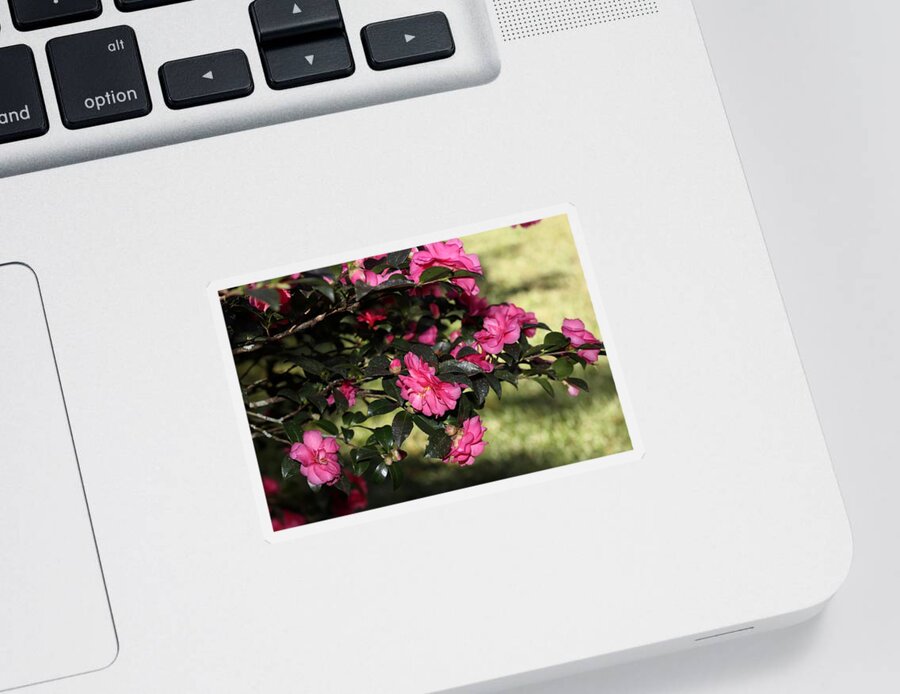Camellia Sticker featuring the photograph Camellia IX by Mingming Jiang