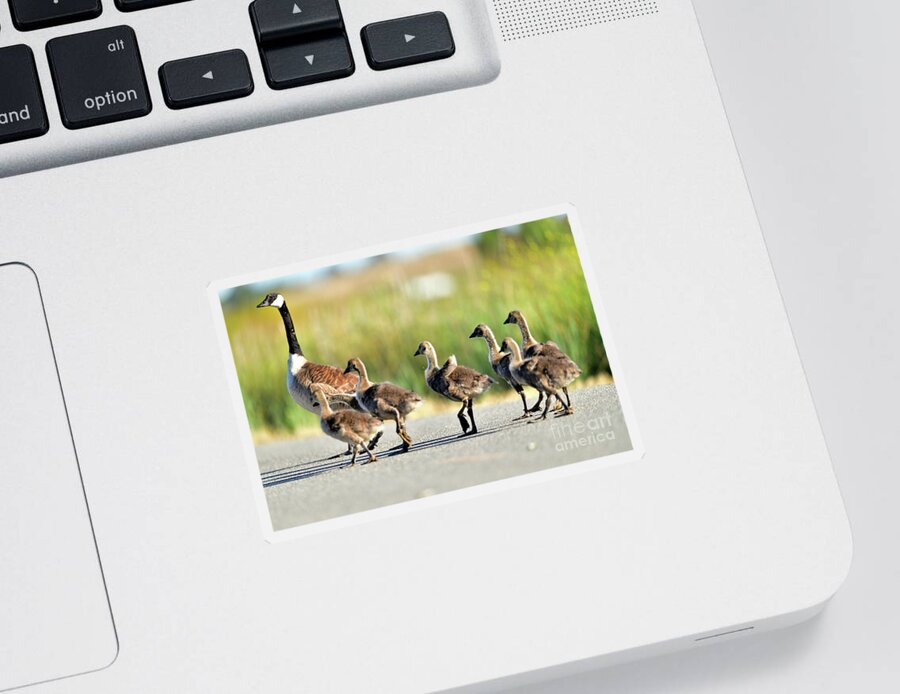 Canada Sticker featuring the photograph Canada goose with gosling by Amazing Action Photo Video