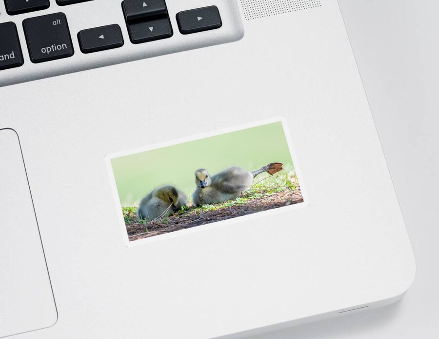 Canada Goslings Sticker featuring the photograph Canada Goslings 3491-041322-2 by Tam Ryan