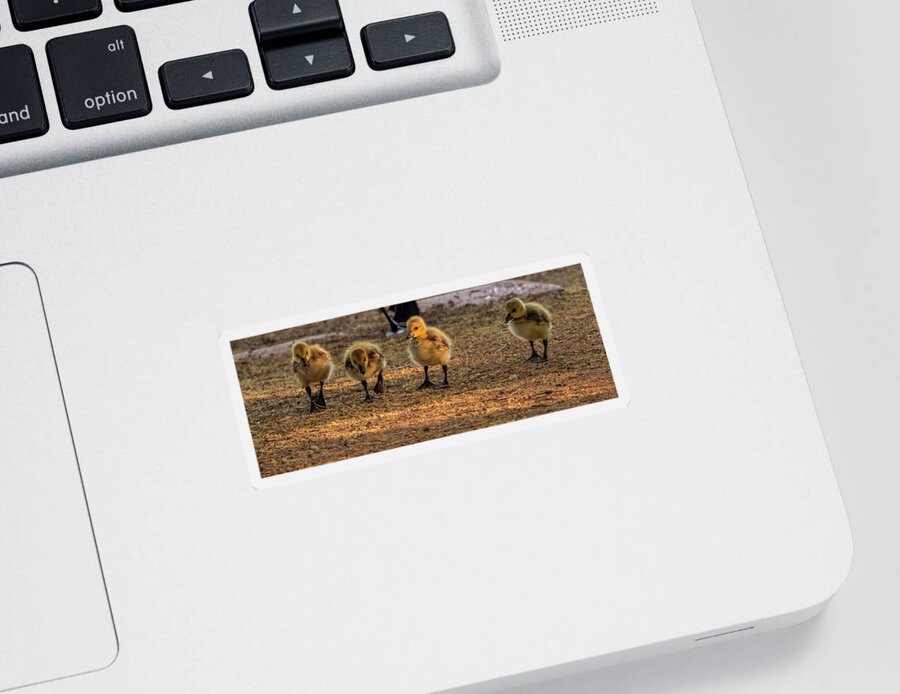 Canada Goslings Sticker featuring the photograph Canada Goslings 5250-042321-2 by Tam Ryan