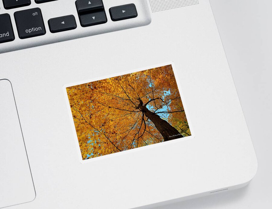 Autumn Leaves Sticker featuring the photograph Canopy of Color by Mary Walchuck