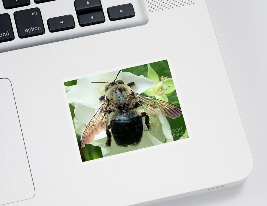 Bee Sticker featuring the photograph Bumble Bee Landing by Catherine Wilson