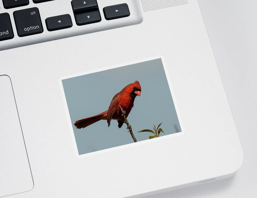 Bird Sticker featuring the photograph That Look by Doug McPherson