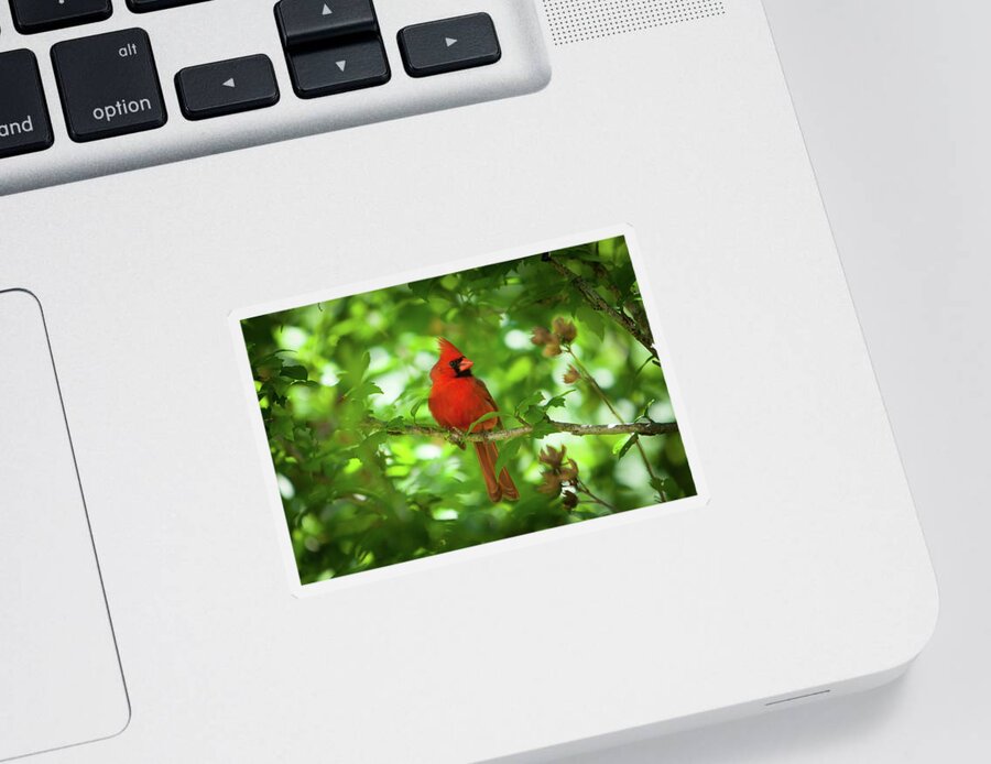 Red Cardinal Sticker featuring the photograph Cardinal_9951 by Rocco Leone