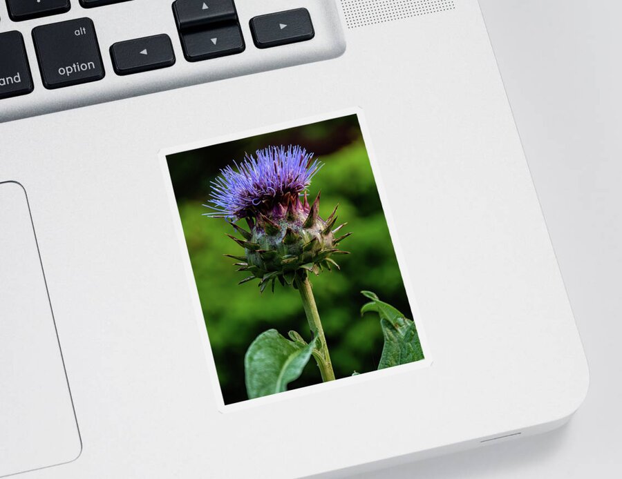 Flowers Sticker featuring the photograph Cardoon by Flees Photos