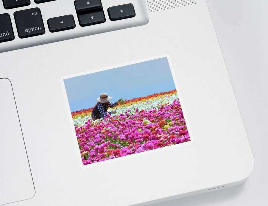 Carlsbad Flower Fields Sticker featuring the photograph Carlsbad Flower Fields California No. 3 by Ram Vasudev