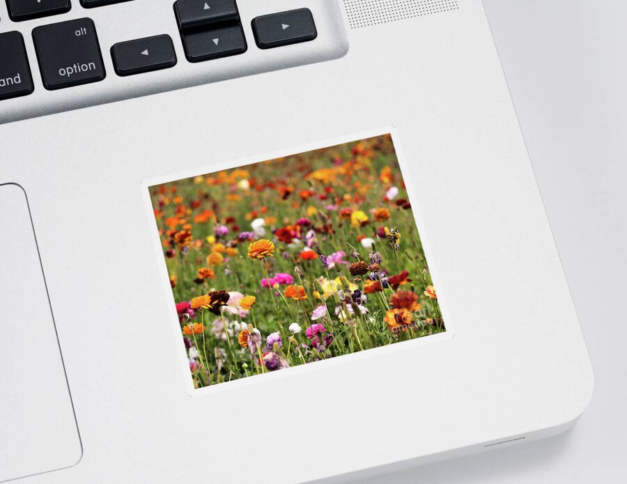 Buttercup Sticker featuring the photograph Carlsbad Flower fields Giant Tecolote Ranunculus Flowers by Abigail Diane Photography