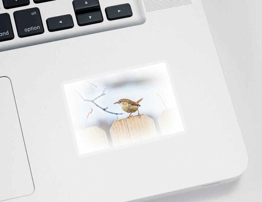 Spring Sticker featuring the photograph Carolina Wren Backyard Birdwatching by Debra Martz