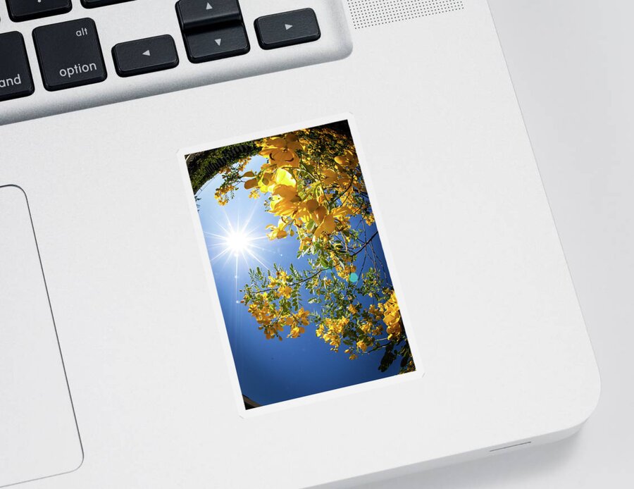 Cassia Tree Sticker featuring the photograph Cassia Tree by Cherie Bosela