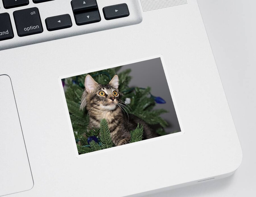 Maine Coon Sticker featuring the photograph Cat in a Christmas Tree by Mingming Jiang
