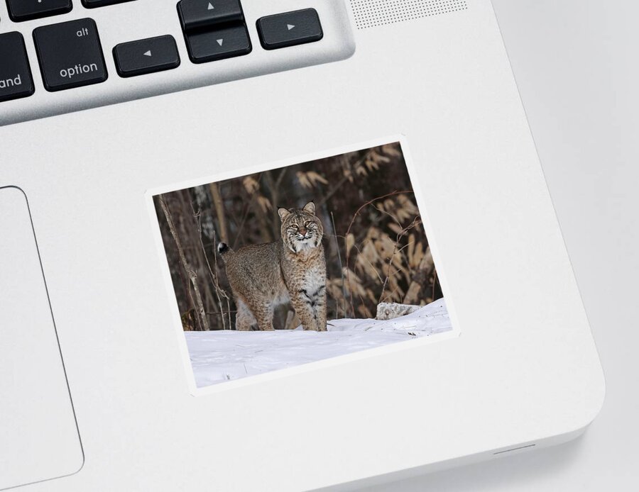 Bobcat Sticker featuring the photograph Cat walking the forest edge by Duane Cross