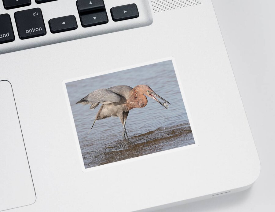 Reddish Egret Sticker featuring the photograph Catch is not Secured Yet by Mingming Jiang