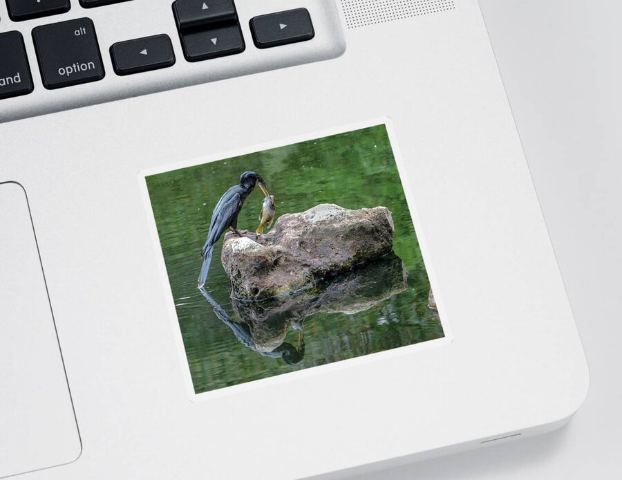 Bird Sticker featuring the photograph Catch of the Day by Dennis Dugan