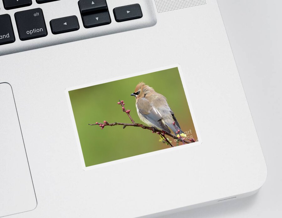 Cedar Waxwing Sticker featuring the photograph Cedar Waxwing Perched on a Twig with Flower Buds by Nancy Gleason