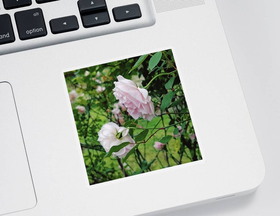 Old Fashioned Roses Sticker featuring the digital art Charming Pale Pink Roses by Pamela Smale Williams