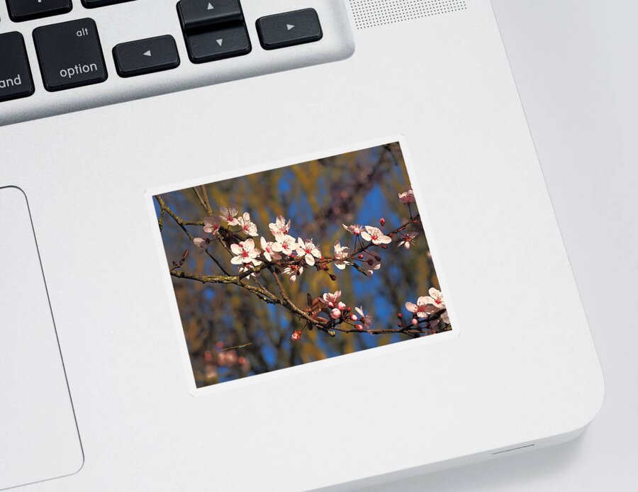 Botanical Sticker featuring the photograph Cherry Blossom Beauty by Richard Thomas