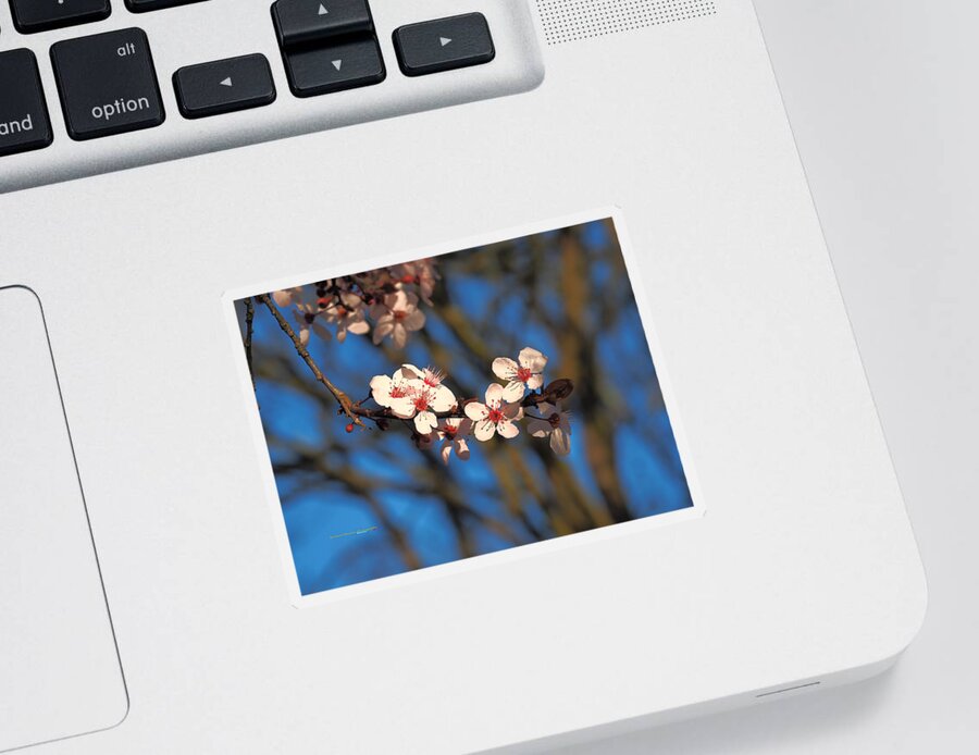Botanical Sticker featuring the photograph Cherry Blossom Grouping by Richard Thomas