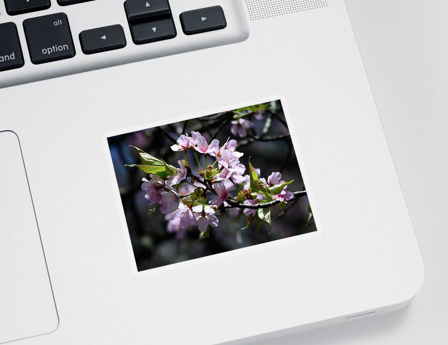 Cherry Sticker featuring the photograph Cherry Blossom by Steven Nelson