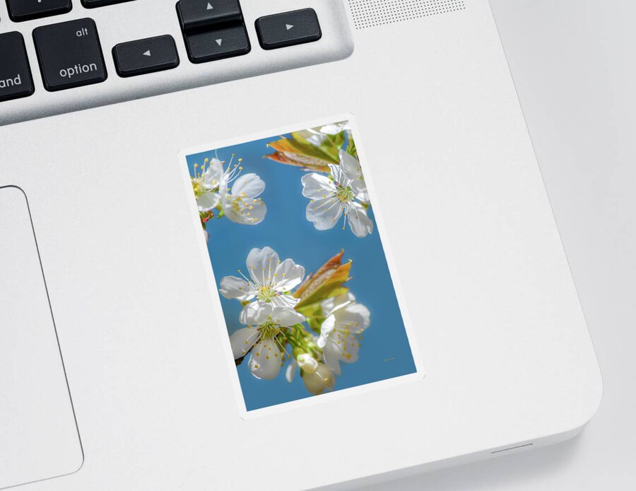 Flowers Sticker featuring the photograph Cherry Blossoms by Christina Rollo