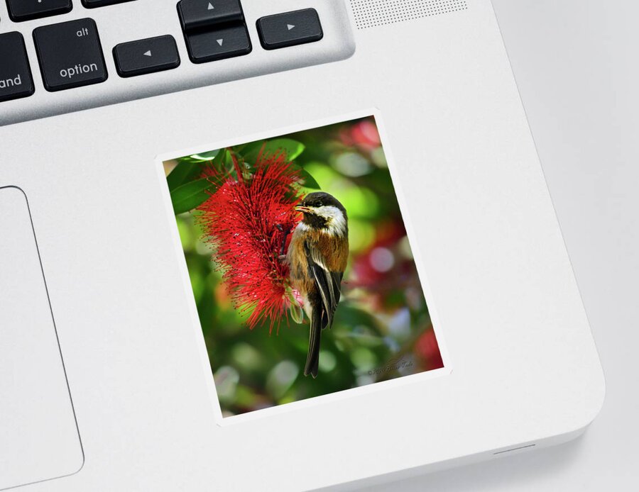 Chestnut-backed Chickadee Sticker featuring the photograph Chestnut-backed Chickadee on Bottle Brush Blossom by Brian Tada