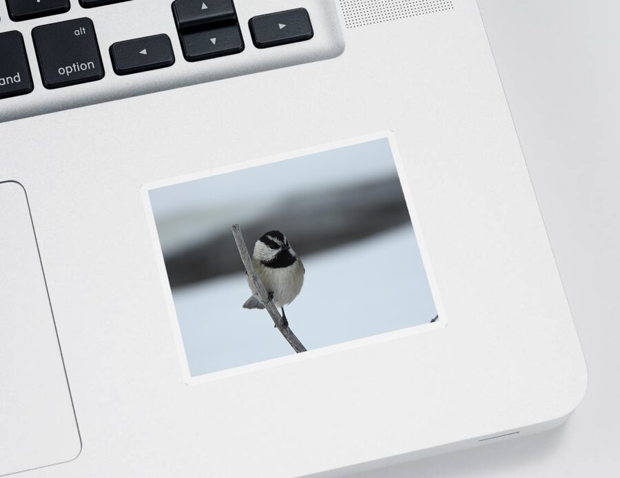 Black Capped Chickadee Sticker featuring the photograph Chickadee by Nicola Finch