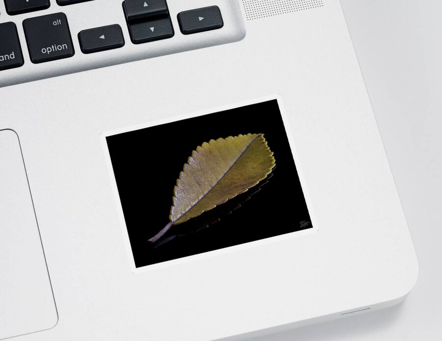 Chinese Elm Sticker featuring the photograph Chinese Elm Leaf by Endre Balogh