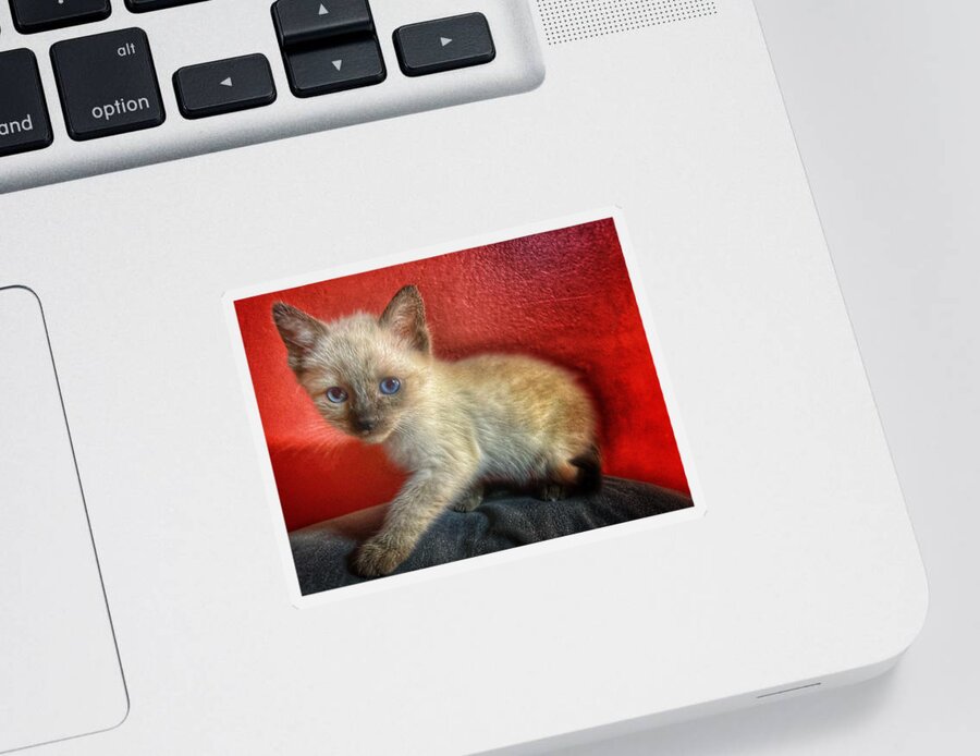 Kitten Sticker featuring the photograph Christmas Kitty by DArcy Evans