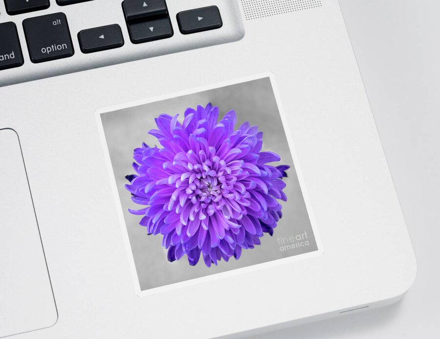 Floral Sticker featuring the photograph Chrysanthemum Flower Joy-Purple by Renee Spade Photography