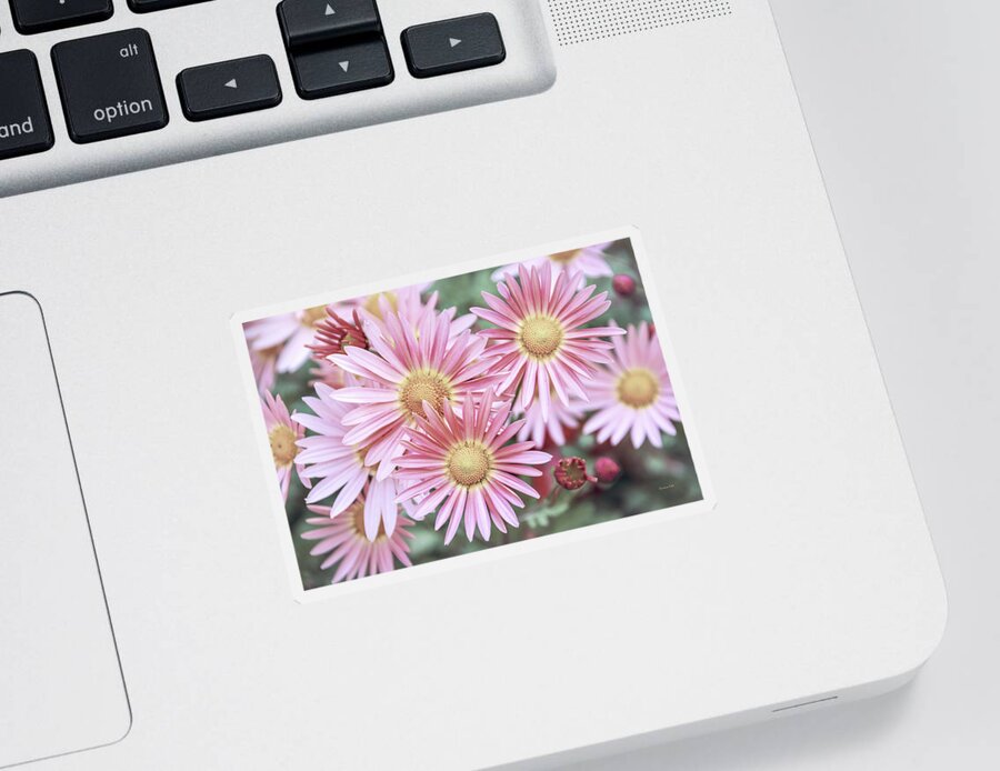 Flowers Sticker featuring the photograph Chrysanthemum Flowers by Christina Rollo