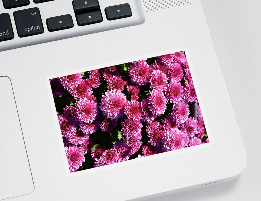 Chrysanthemums Sticker featuring the photograph Chrysanthemums by Deb Beausoleil