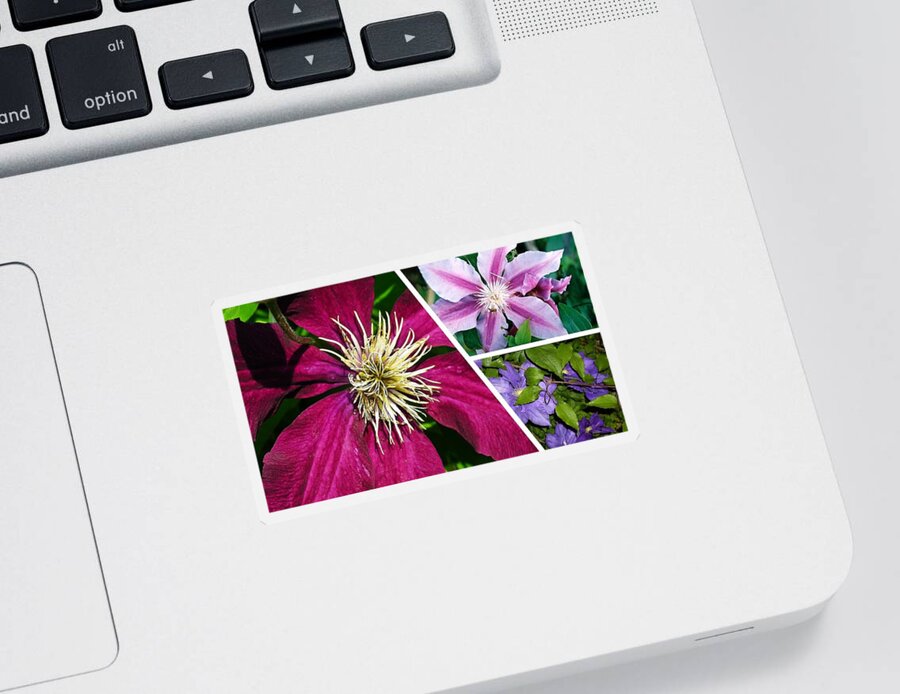 Clematis Sticker featuring the photograph Clematis Blossoms by Nancy Ayanna Wyatt