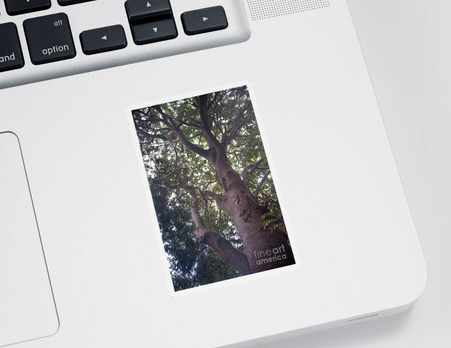 Tree Sticker featuring the photograph Climb That Tree by Vicki Ferrari