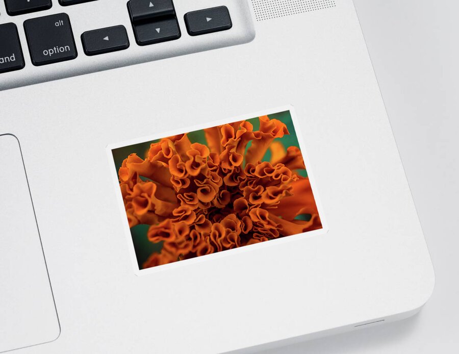Close Up Orange Flower Sticker featuring the photograph Close up orange flower by Lilia S
