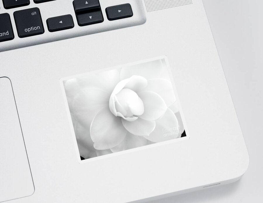 Camellia Sticker featuring the photograph Closeup Camellia by D Hackett