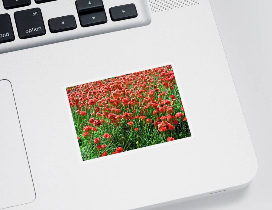 Sunny Sticker featuring the photograph Closeup Of Red Flower Field Background by Severija Kirilovaite