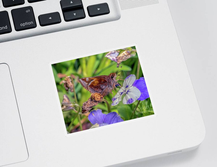Butterfly Sticker featuring the photograph Clouded Skipper Lerema accius by Gemma Mae Flores Sellers