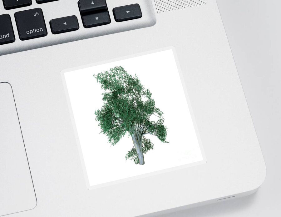 Coast Grey Box Tree Sticker featuring the digital art Coast Grey Box Tree by Corey Ford